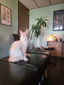 cat office